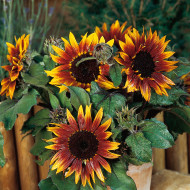 Tournesol nain Paquito Colorado