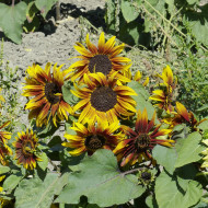 Tournesol nain Paquito Colorado