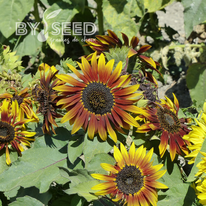 Tournesol nain Paquito Colorado