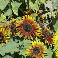 Tournesol nain Paquito Colorado