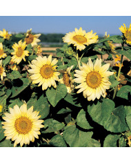 Tournesol nain Paquito Colorado