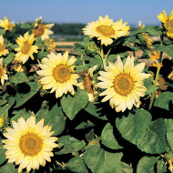 Tournesol nain Paquito Limon