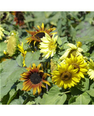 Tournesol nain Paquito Limon