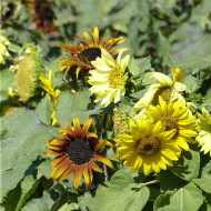 Tournesol nain Paquito Mix