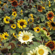 Tournesol nain Paquito Mix