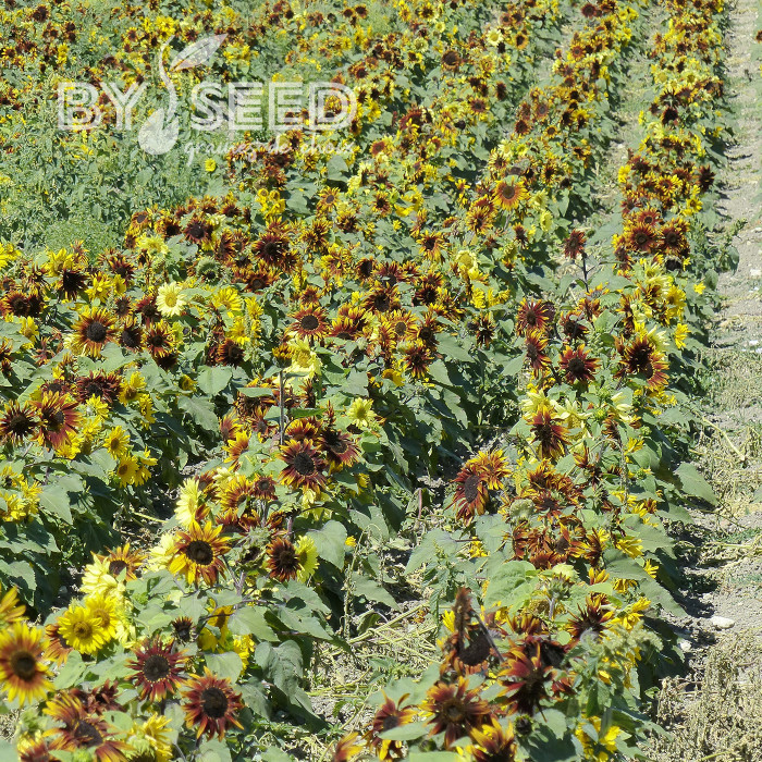 Tournesol nain Paquito Mix