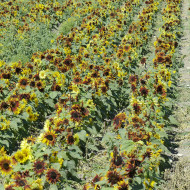 Tournesol nain Paquito Mix