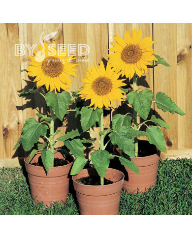 Tournesol nain Paquito Sol