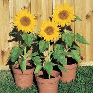 Tournesol nain Paquito Sol