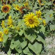 Tournesol nain Paquito Sol