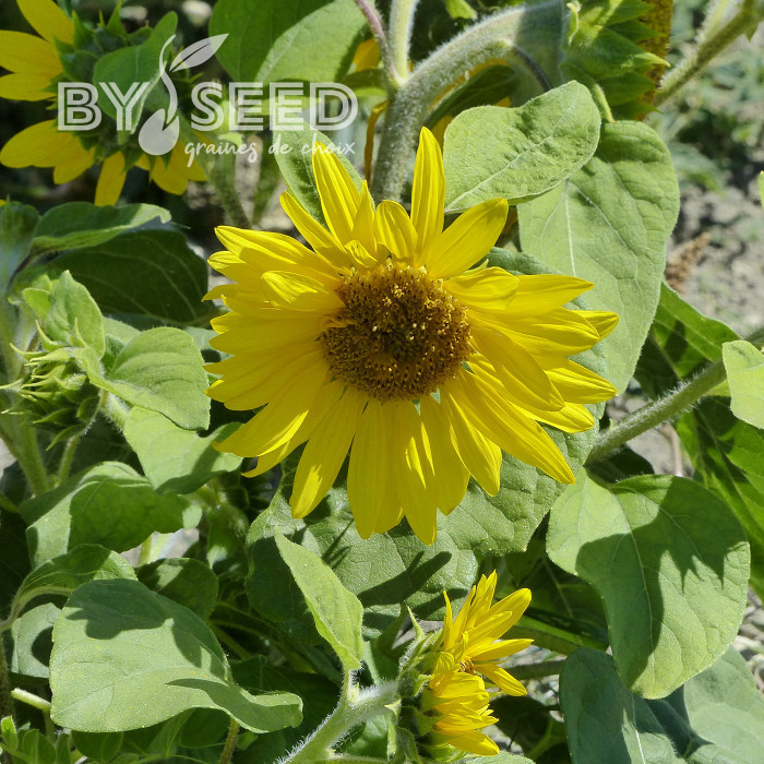 Tournesol nain Paquito Sol