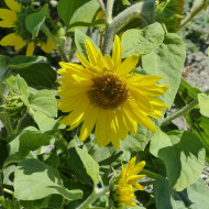 Tournesol nain Paquito Sol