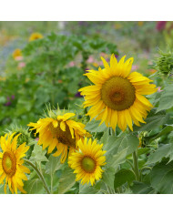 Tournesol nain Teddy Bear (double)