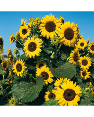 Tournesol nain Teddy Bear (double)