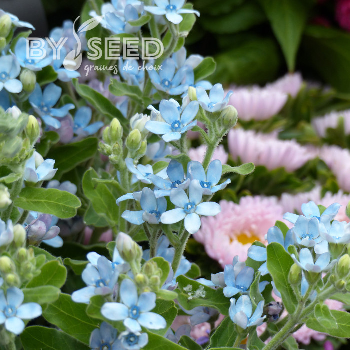Tweedia (Oxypetalum) Heavenly Blue
