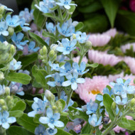 Tweedia (Oxypetalum) Heavenly Blue