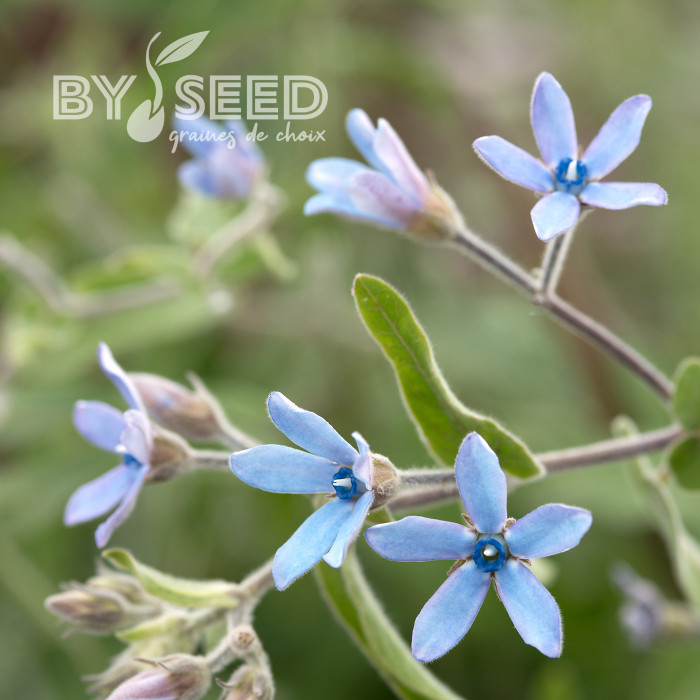 Tweedia (Oxypetalum) Heavenly Blue