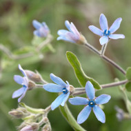 Tweedia (Oxypetalum) Heavenly Blue
