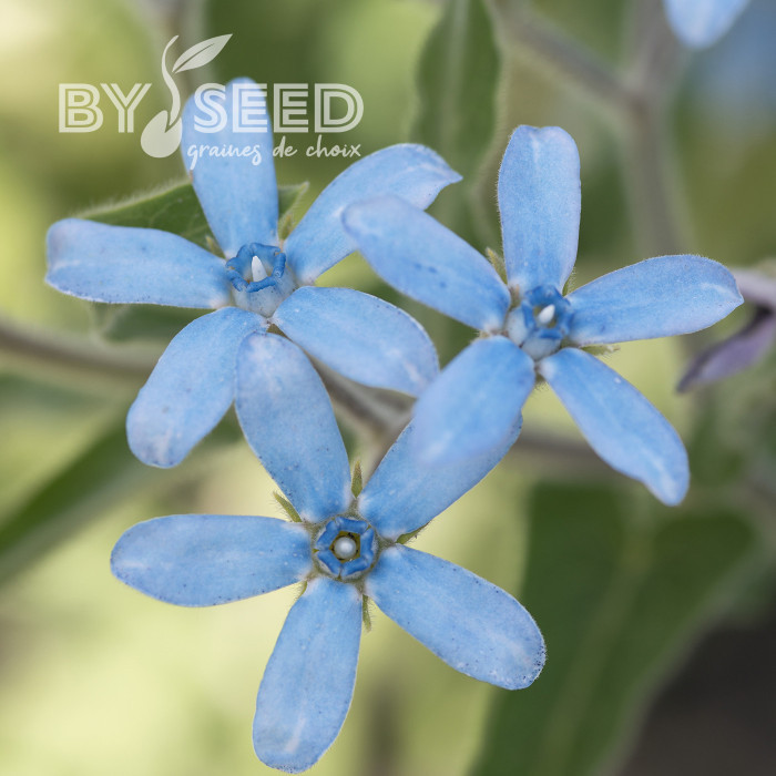 Tweedia (Oxypetalum) Heavenly Blue