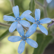 Tweedia (Oxypetalum) Heavenly Blue