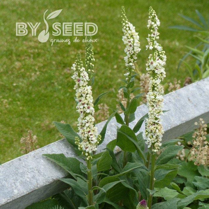 Verbascum Snowy Spire (graines enrobées)