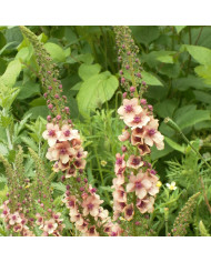 Véronique spicata Bleue