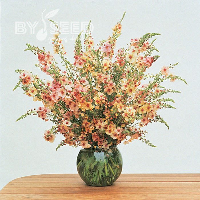 Verbascum Southern Charm Mix