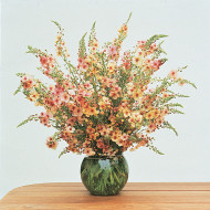 Verbascum Southern Charm Mix