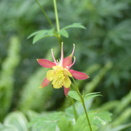 Ancolie skinneri Tequila Sunrise