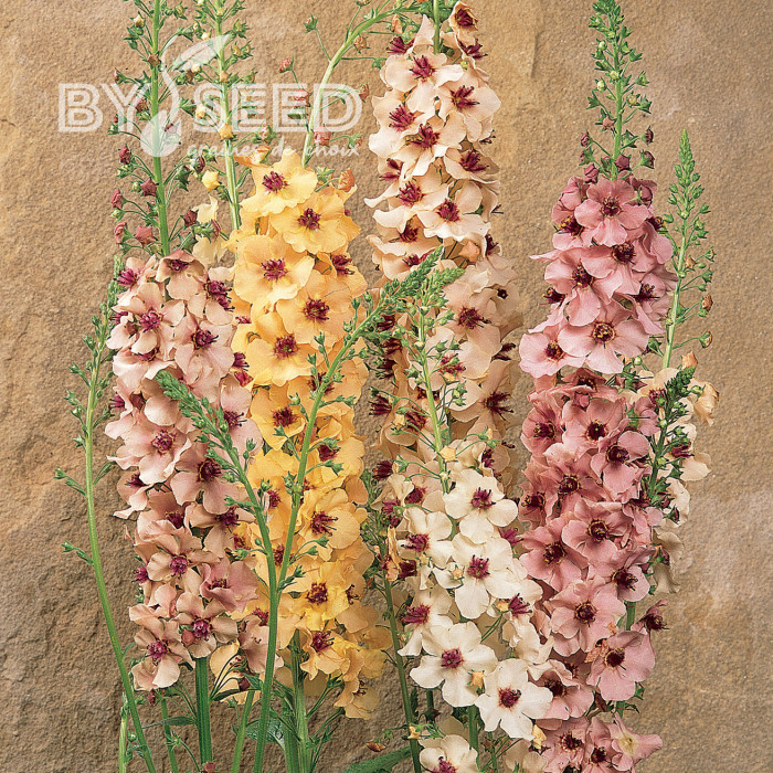 Verbascum Southern Charm Mix