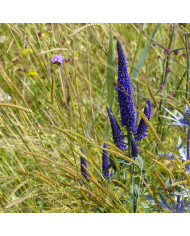 Verveine bonariensis Buenos Aires