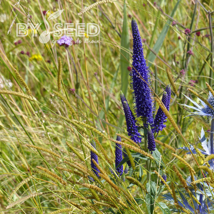 Véronique spicata Bleue