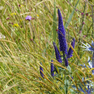 Véronique spicata Bleue