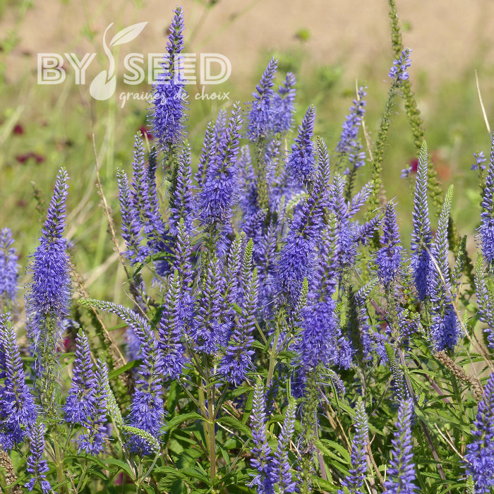 Véronique spicata Bleue
