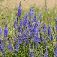 Véronique spicata Bleue