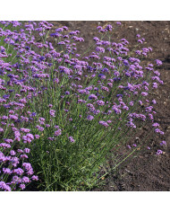 Verveine officinale Bampton