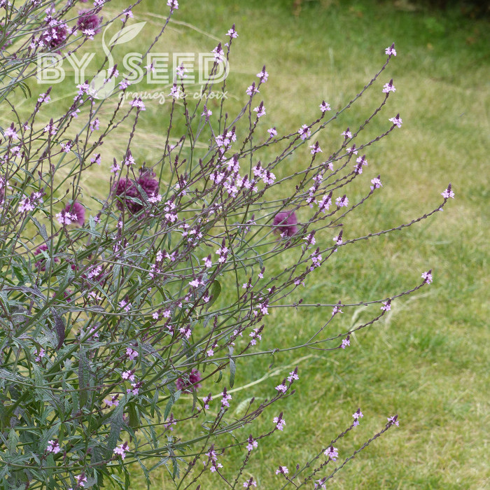 Verveine officinale Bampton