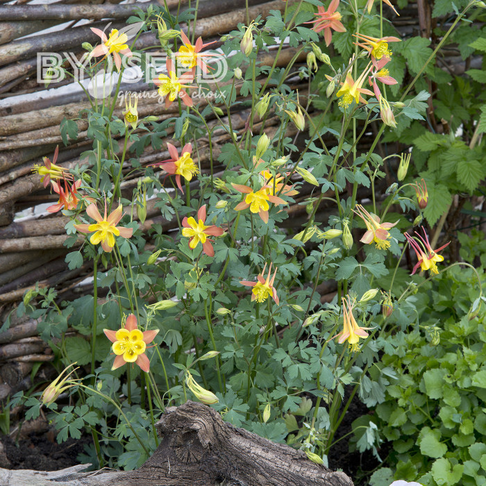 Ancolie skinneri Tequila Sunrise