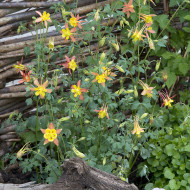 Ancolie skinneri Tequila Sunrise