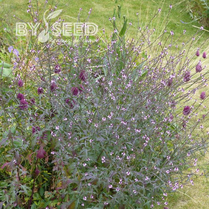 Verveine officinale Bampton
