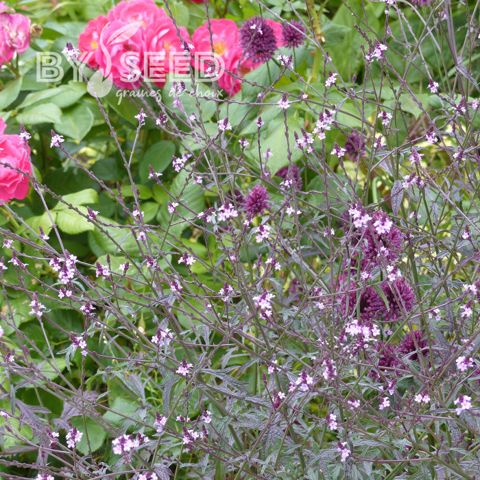 Verveine officinale Bampton