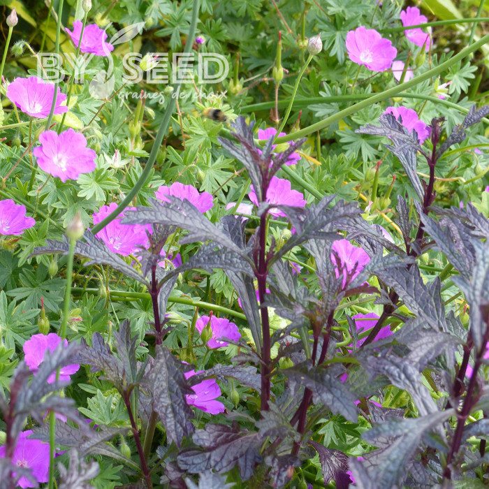 Verveine officinale Bampton