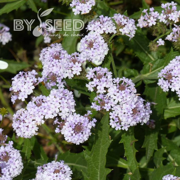 Verveine rigida Polaris®