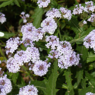 Verveine rigida Polaris®