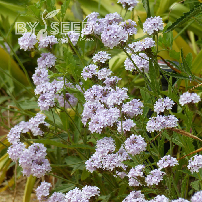Verveine rigida Polaris®