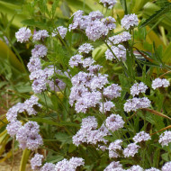 Verveine rigida Polaris®