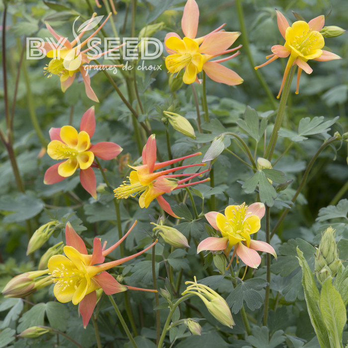 Ancolie skinneri Tequila Sunrise