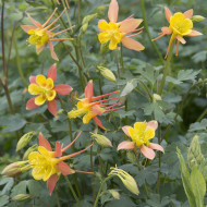 Ancolie skinneri Tequila Sunrise
