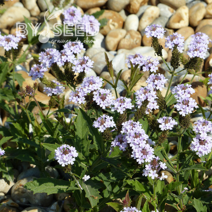 Verveine rigida Polaris®