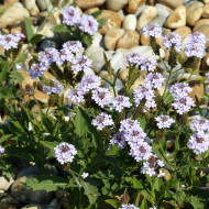 Verveine rigida Polaris®
